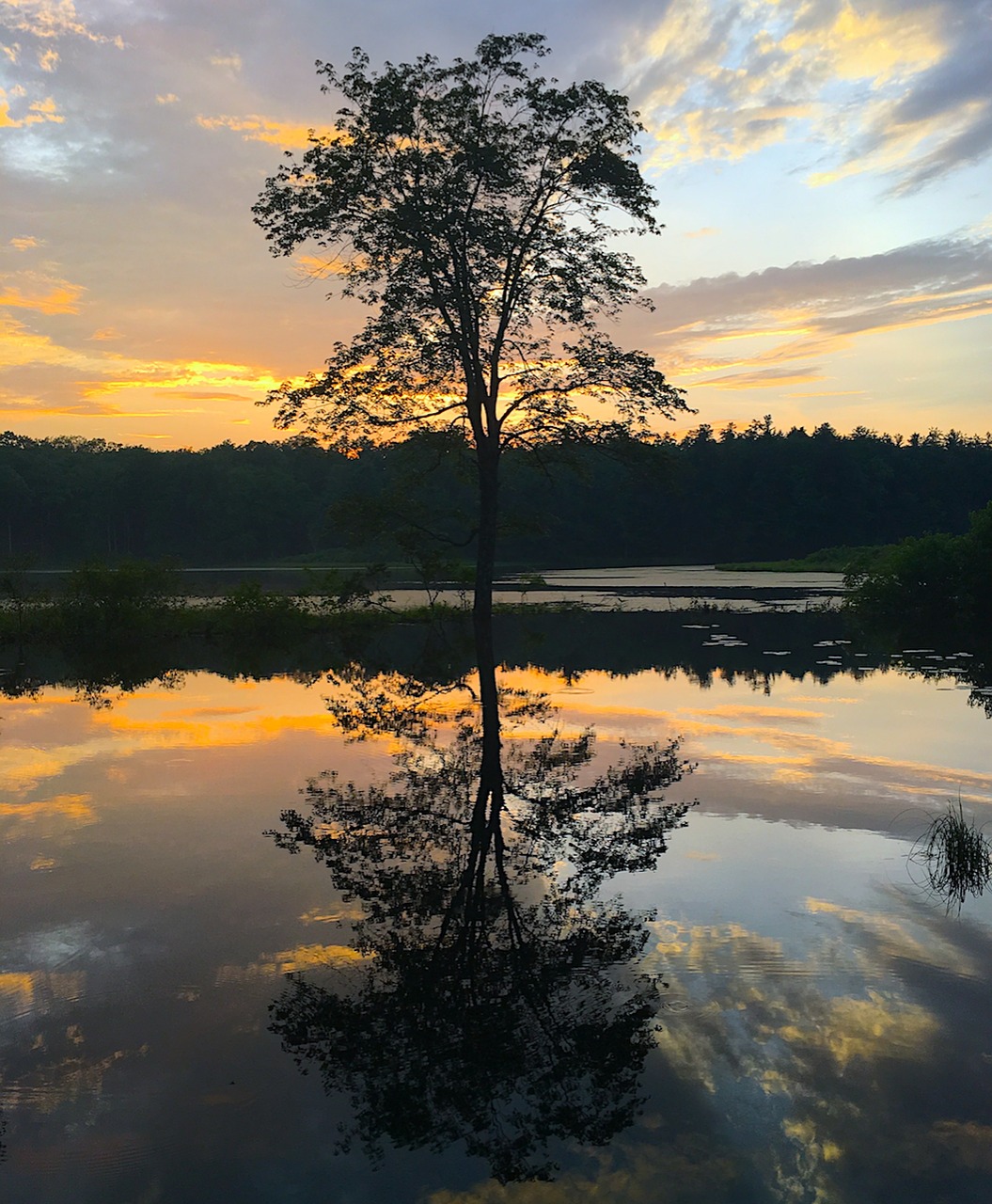 tree sunset lake free photo