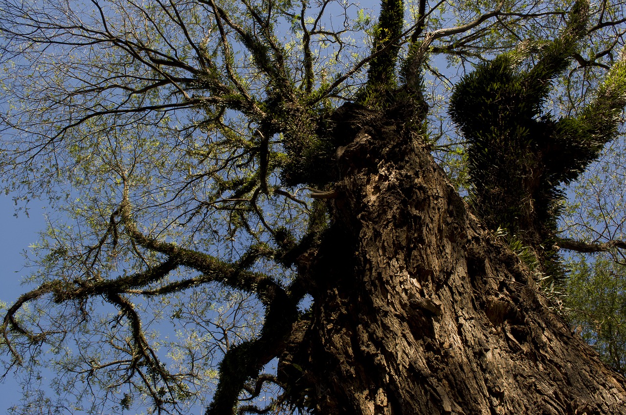 tree nature natural free photo