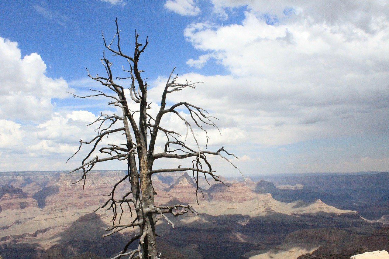 tree death colorado free photo