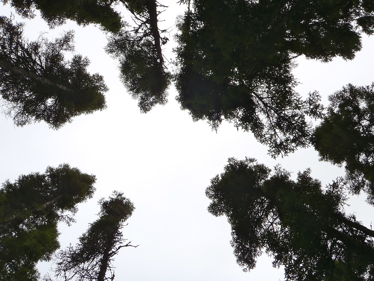 tree sky nature free photo