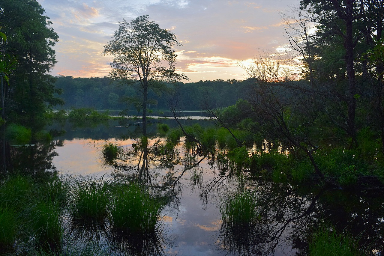 tree water reflection free photo