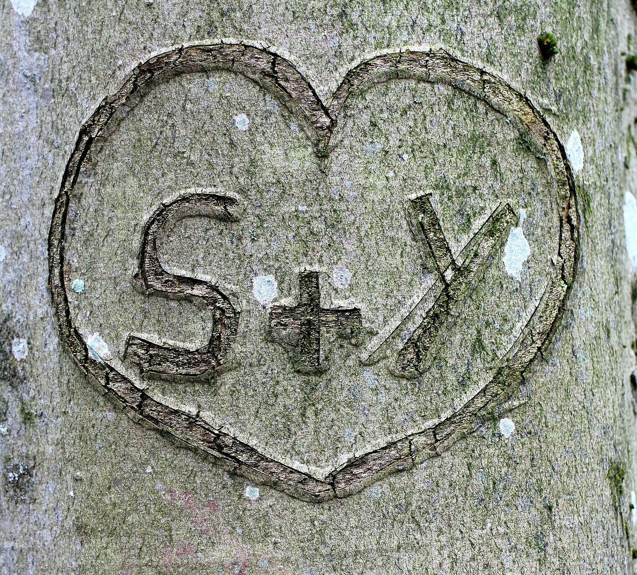 tree carved heart free photo