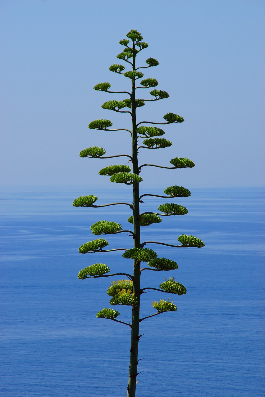 tree pine conifer free photo