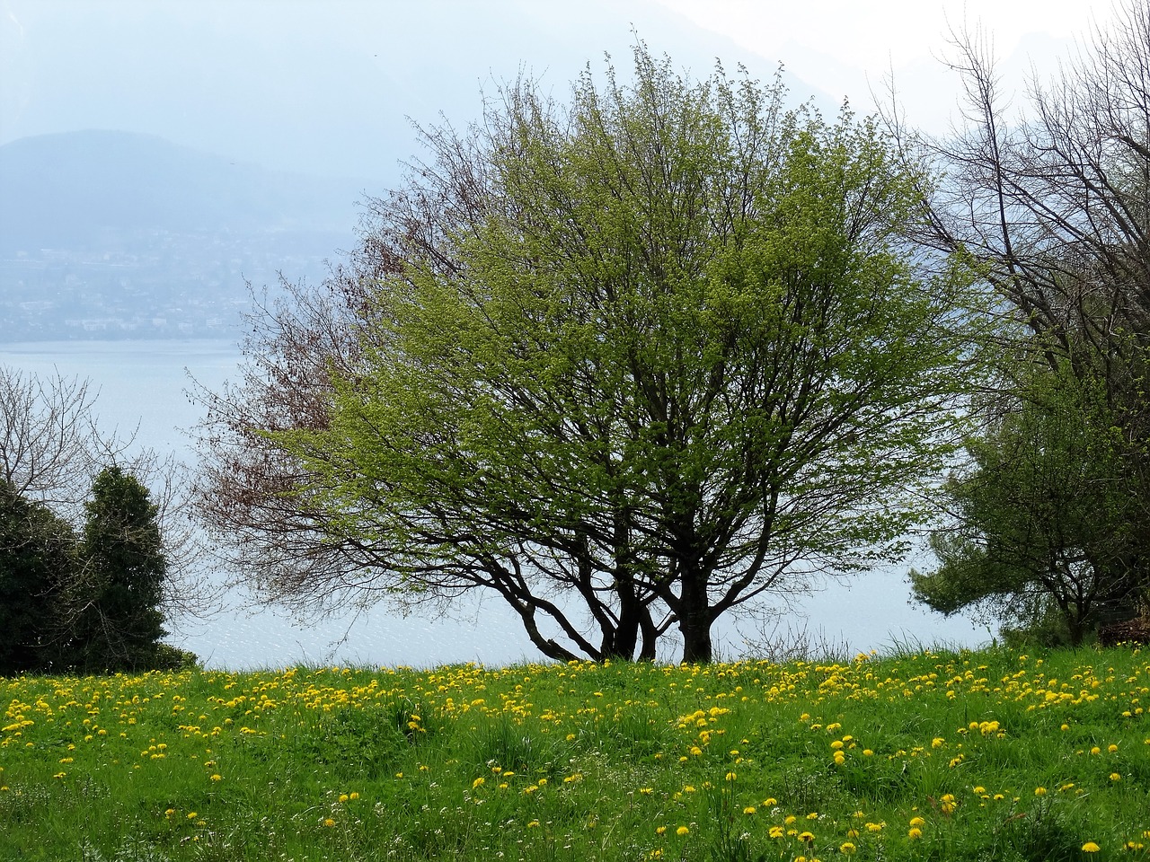 tree landscape bank free photo