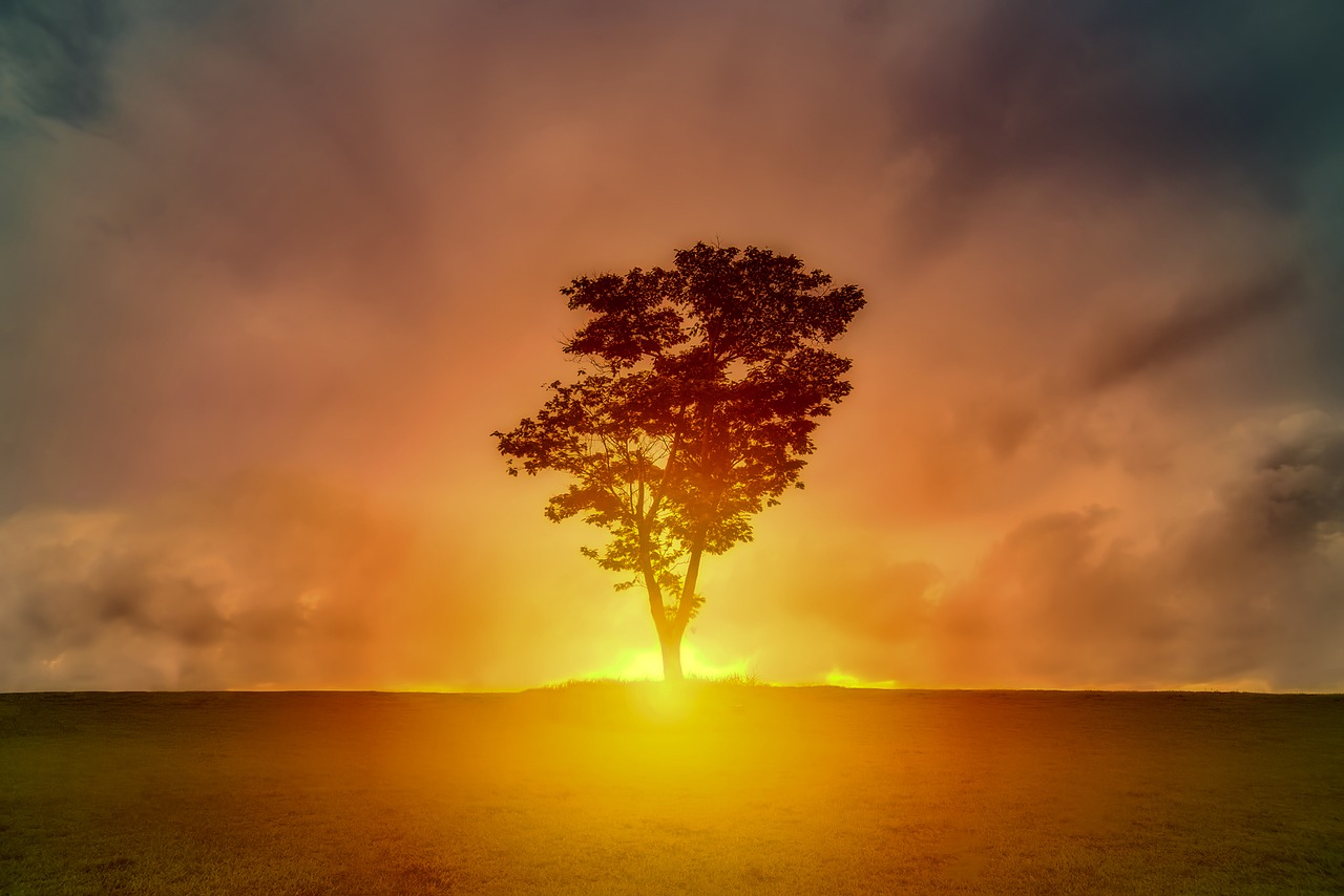 tree landscape sky free photo