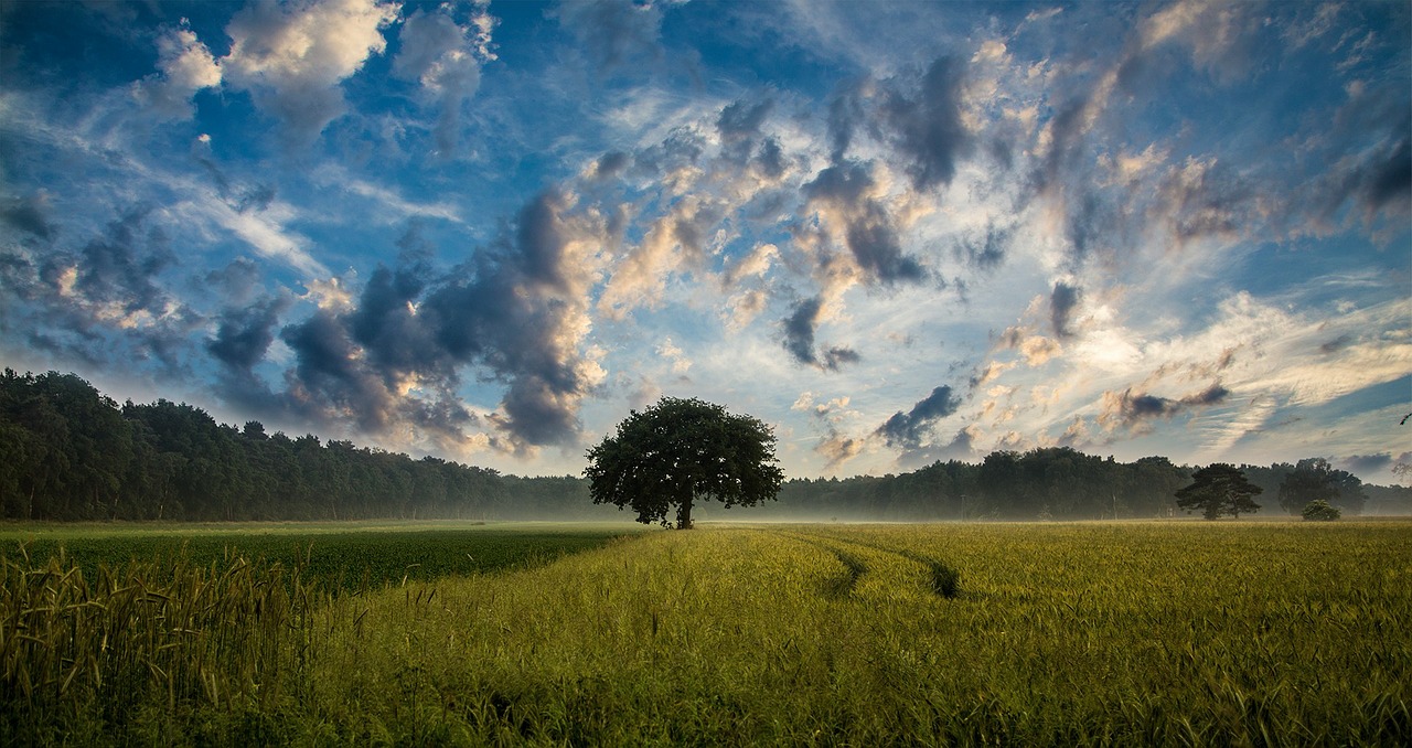 tree field cornfield free photo