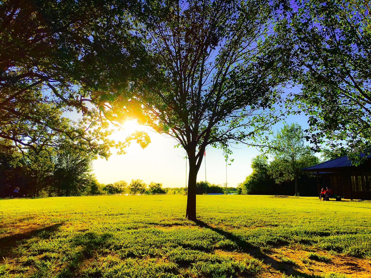 tree grass sunset free photo