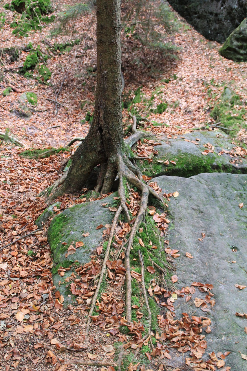 tree root overgrown free photo