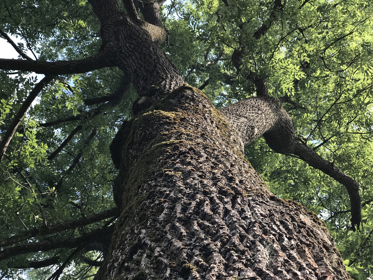 tree summer nature free photo