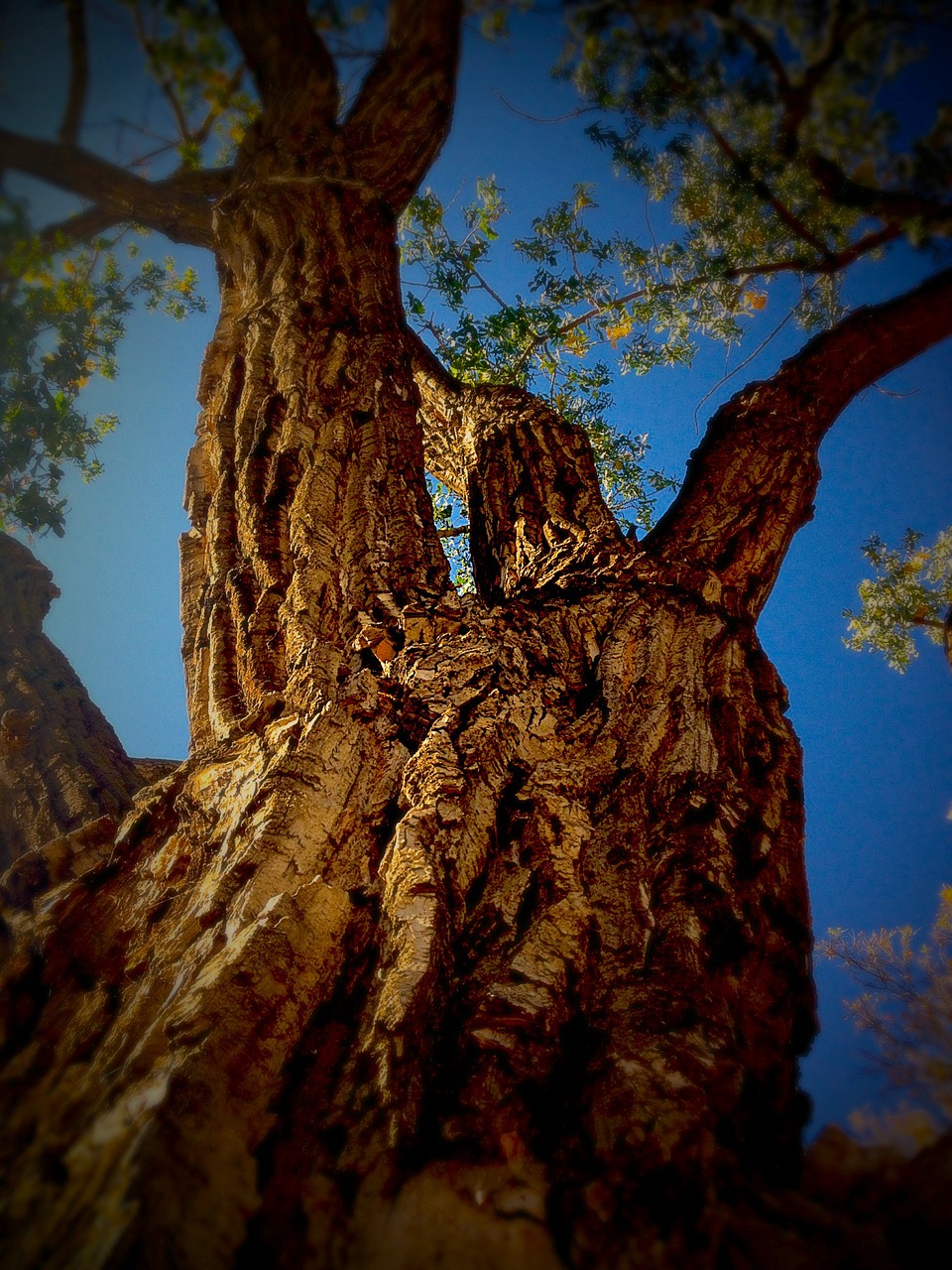 tree trunk nature free photo