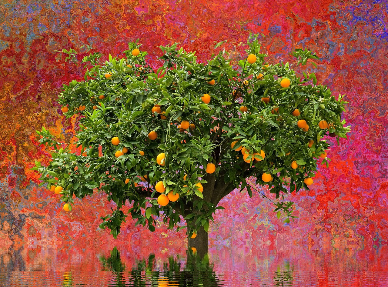 tree orange tree nature free photo