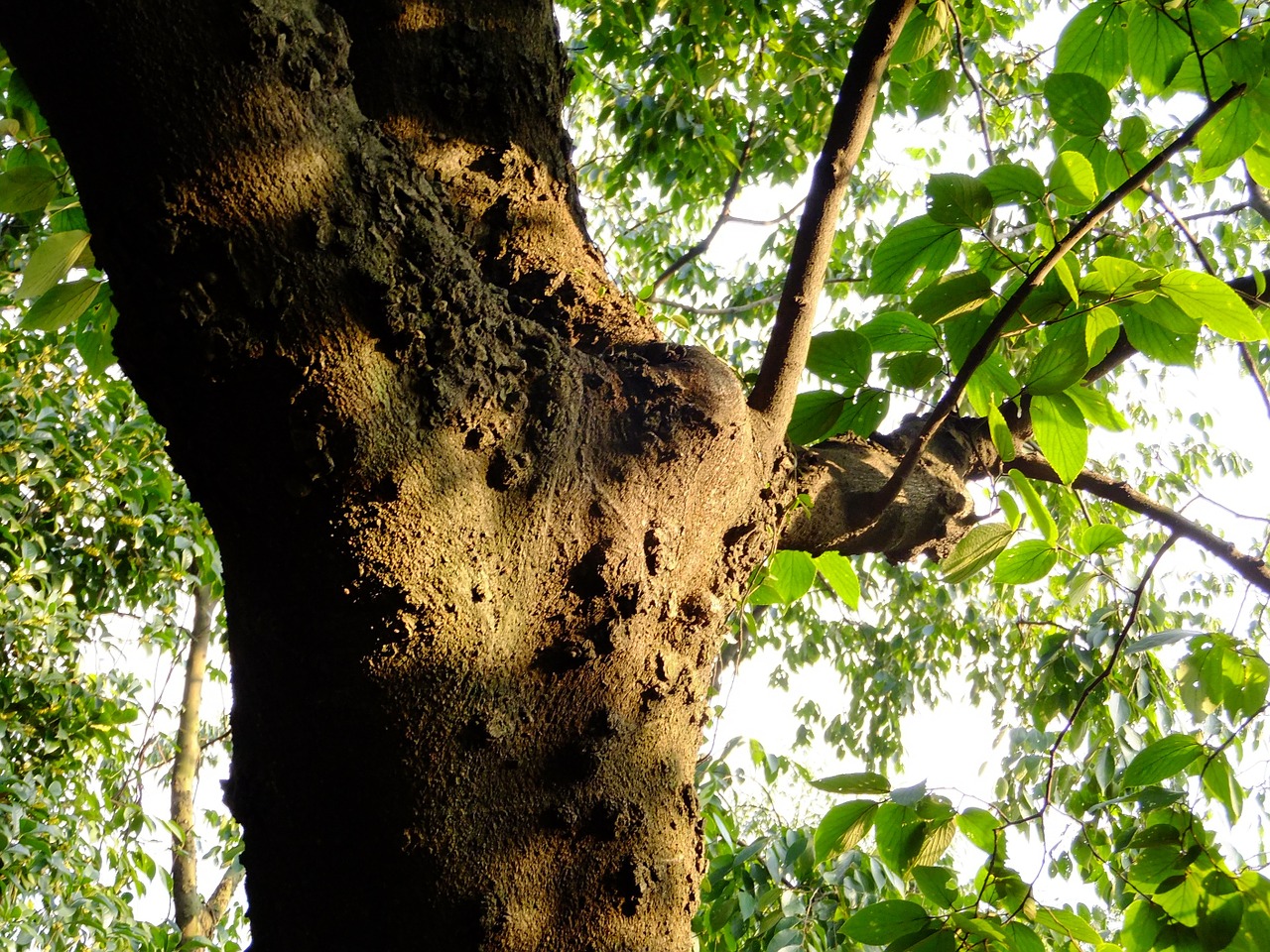 tree shadow branch free photo