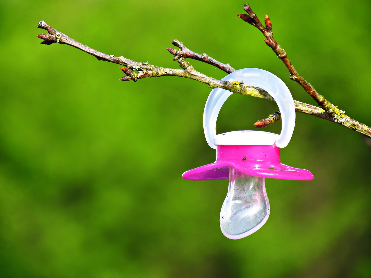 tree pacifier suspended free photo