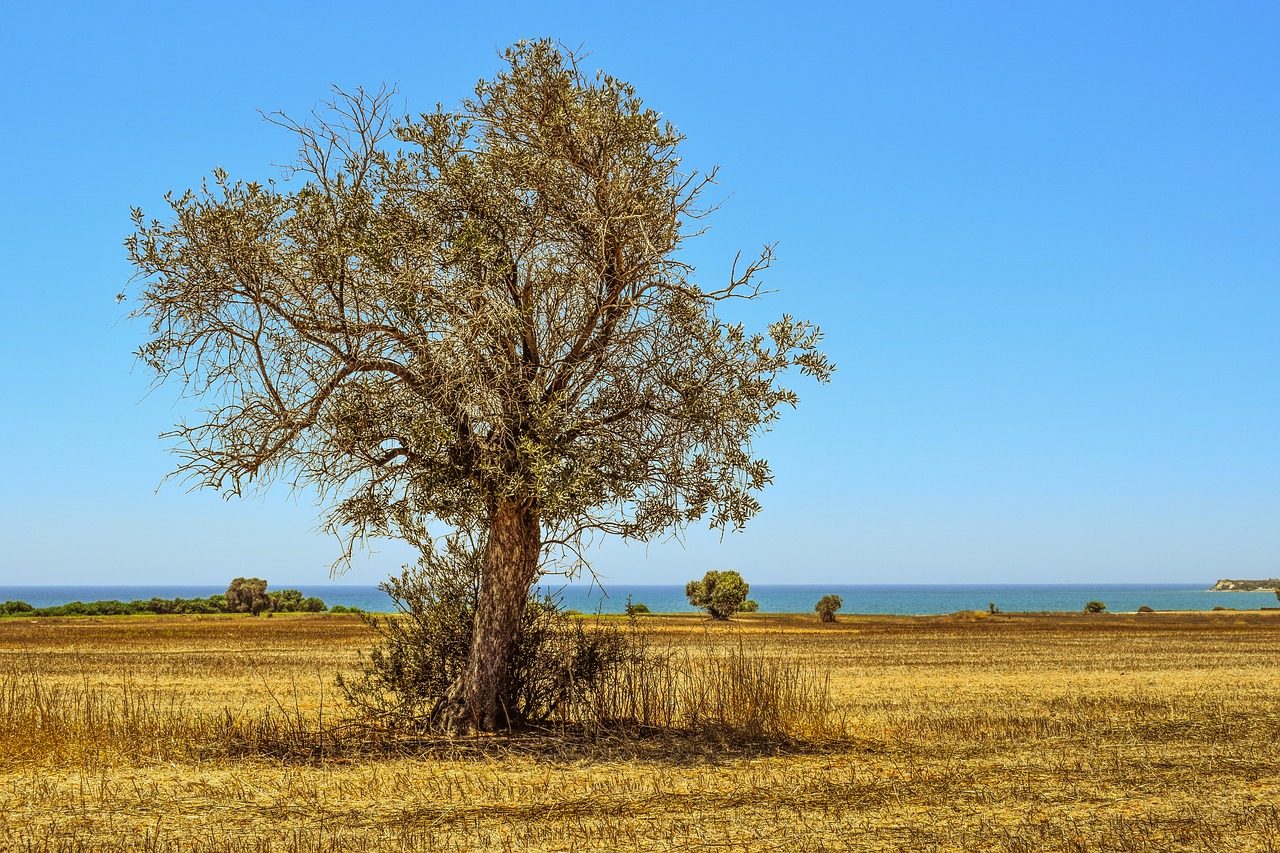 tree field agriculture free photo