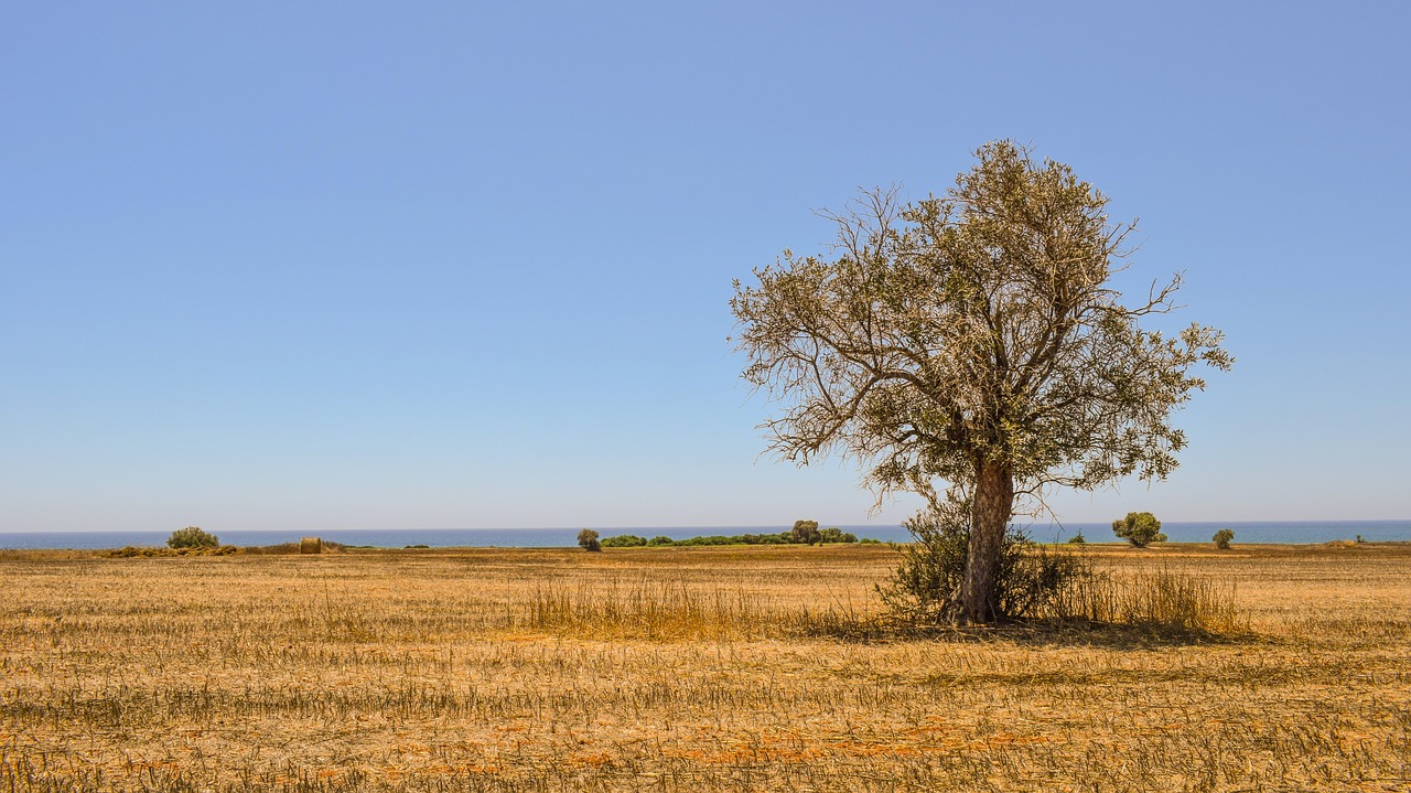 tree field agriculture free photo