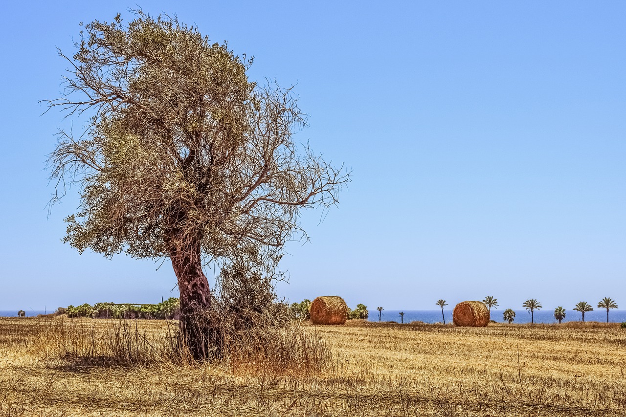 tree field agriculture free photo