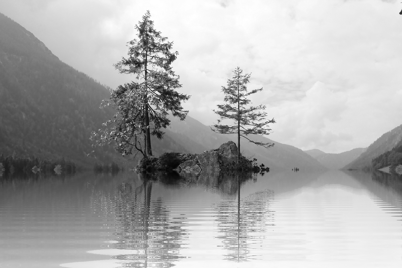 tree lake mirroring free photo