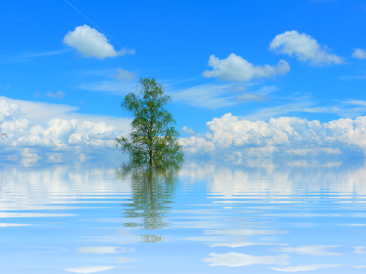 tree lake mirroring free photo