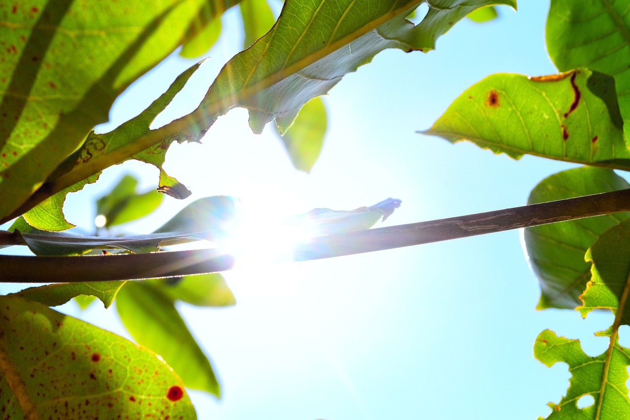 tree sunlight forest free photo