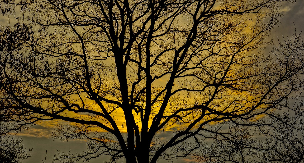 tree branch sky free photo