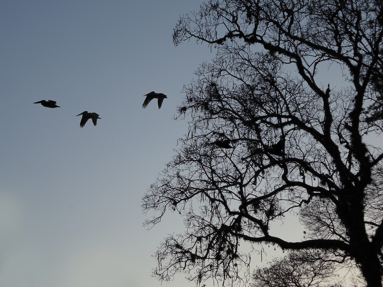 tree branches birds free photo