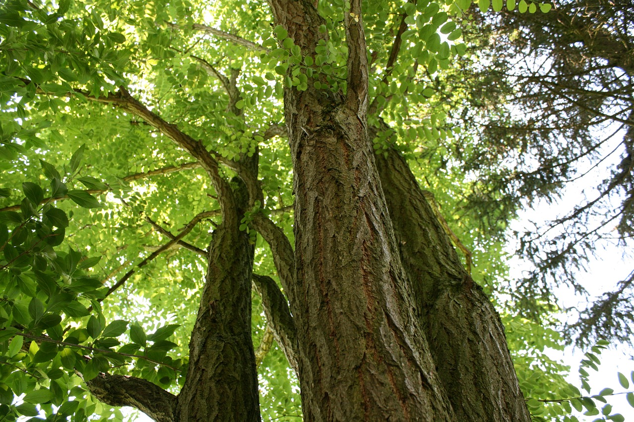 tree green branch free photo