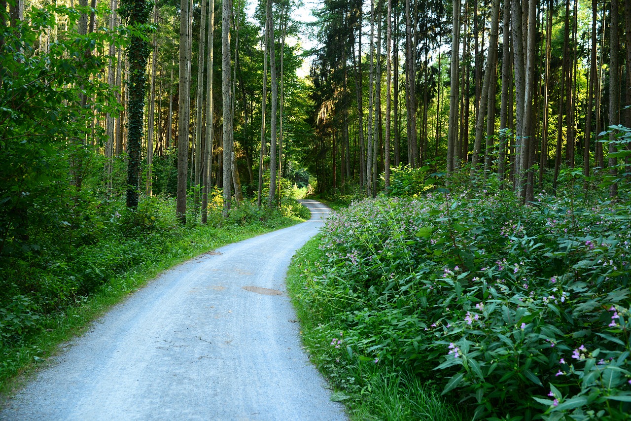 tree road woods free photo