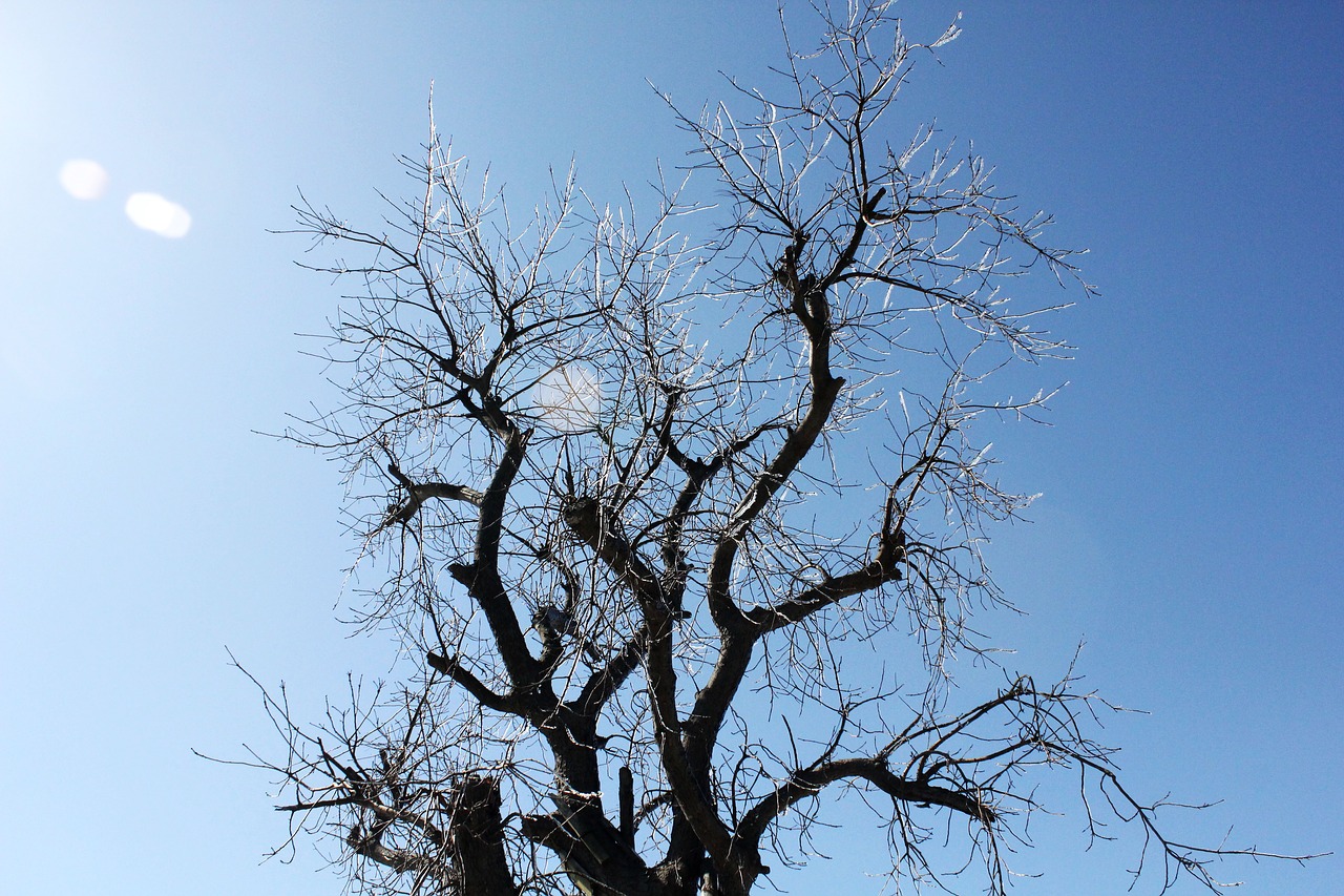 tree winter icicles free photo