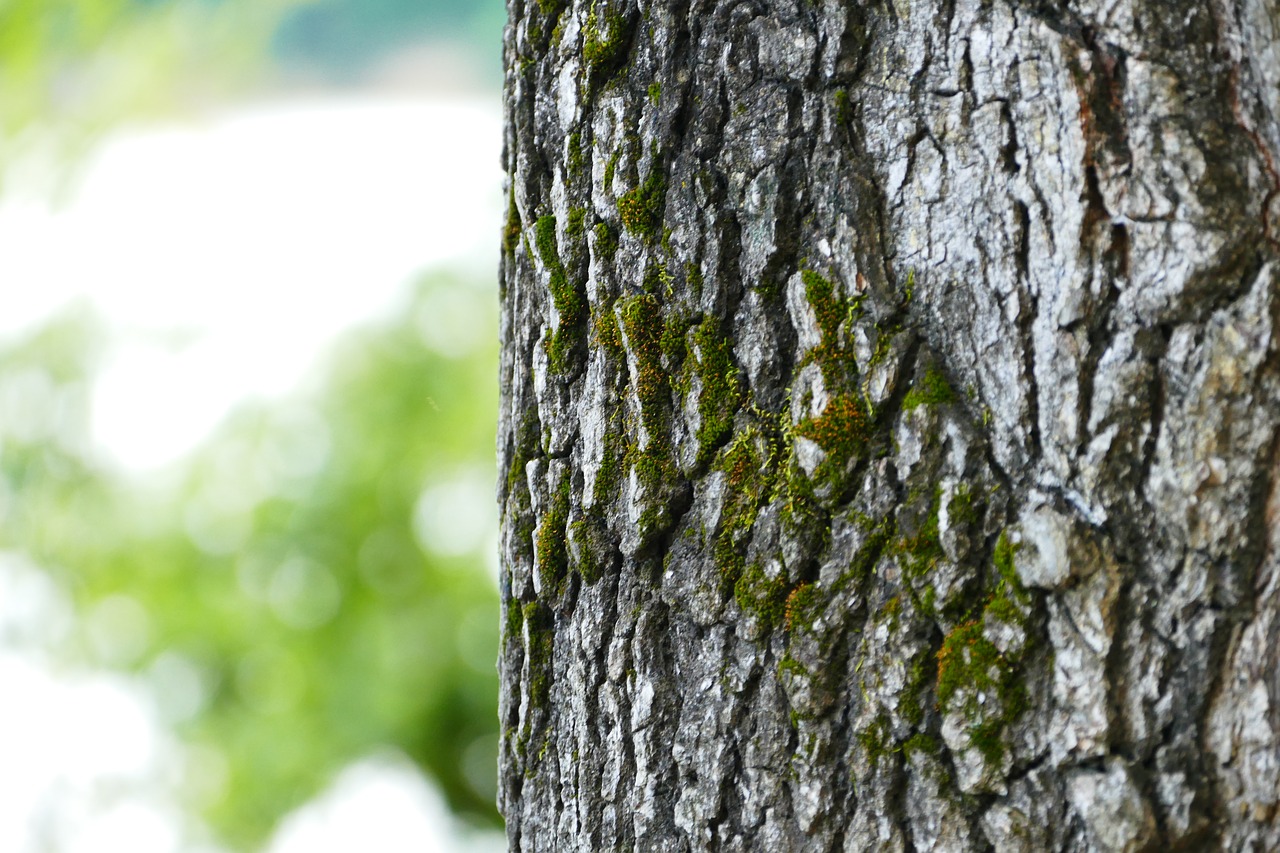 tree bark forest free photo