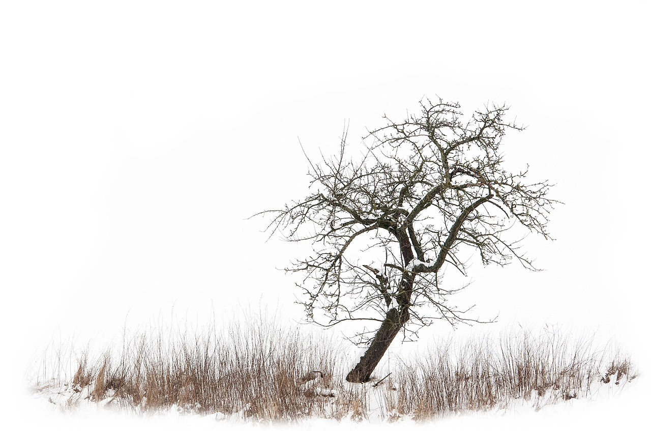 tree meadow winter free photo