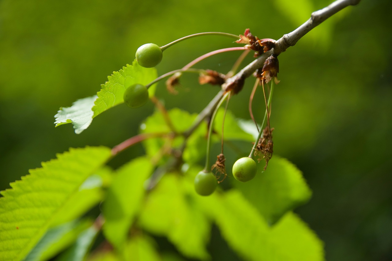 tree fruit nature free photo