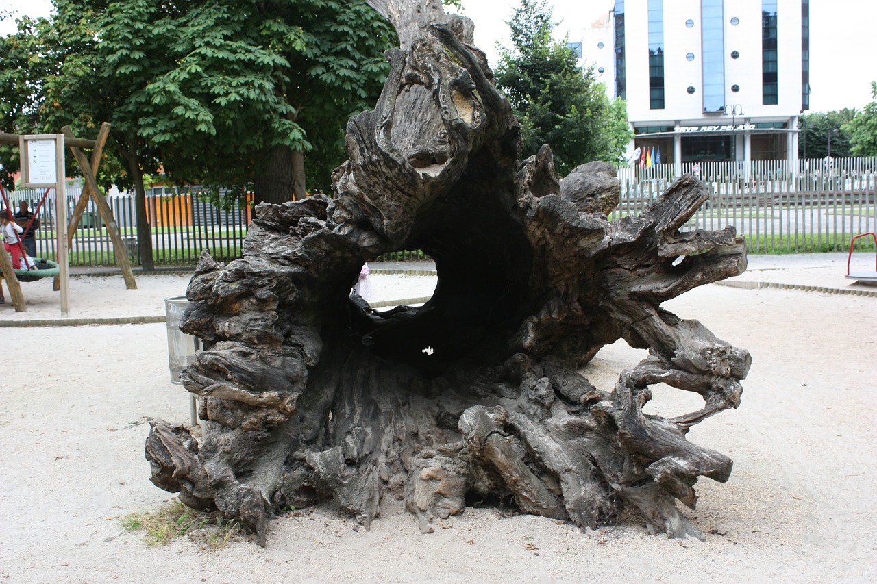 tree trunk wood free photo