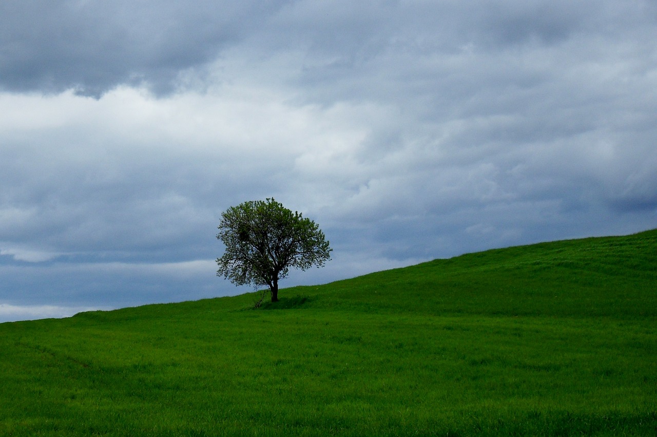 tree landscape meadow free photo