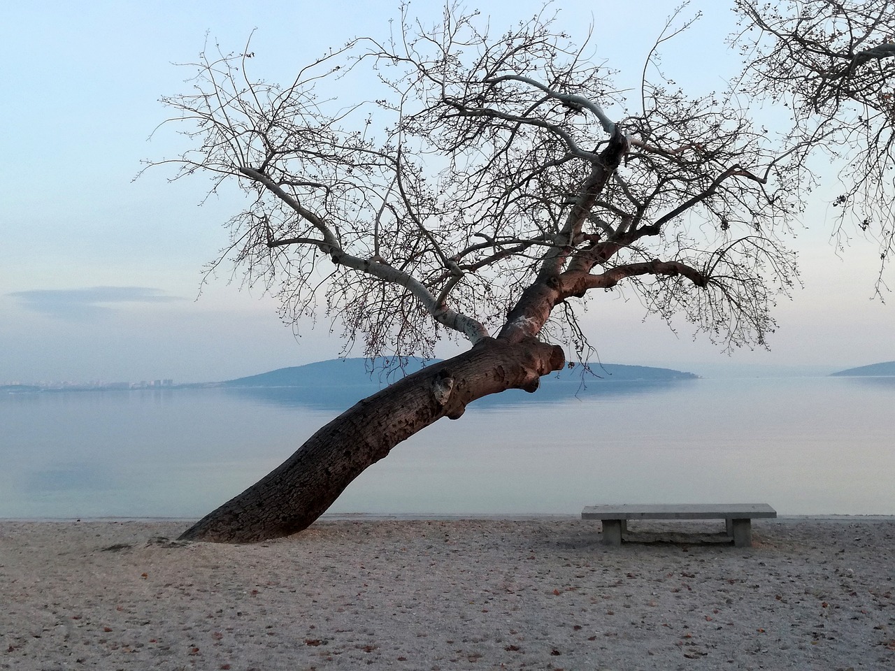 tree beach bench free photo