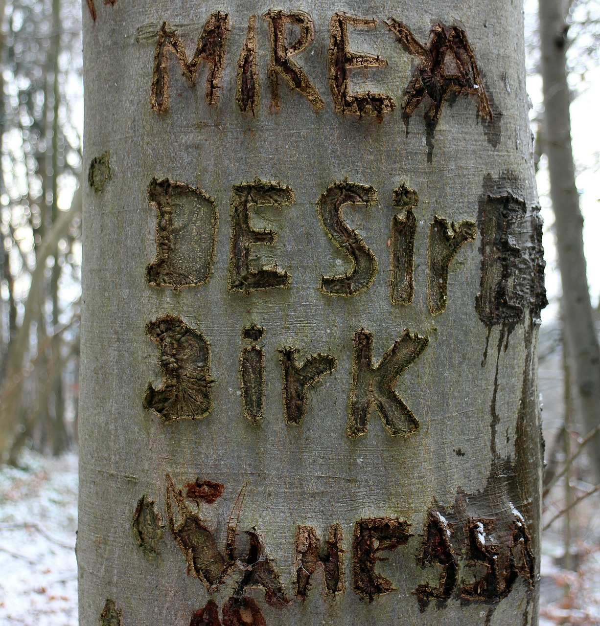 tree carved name free photo