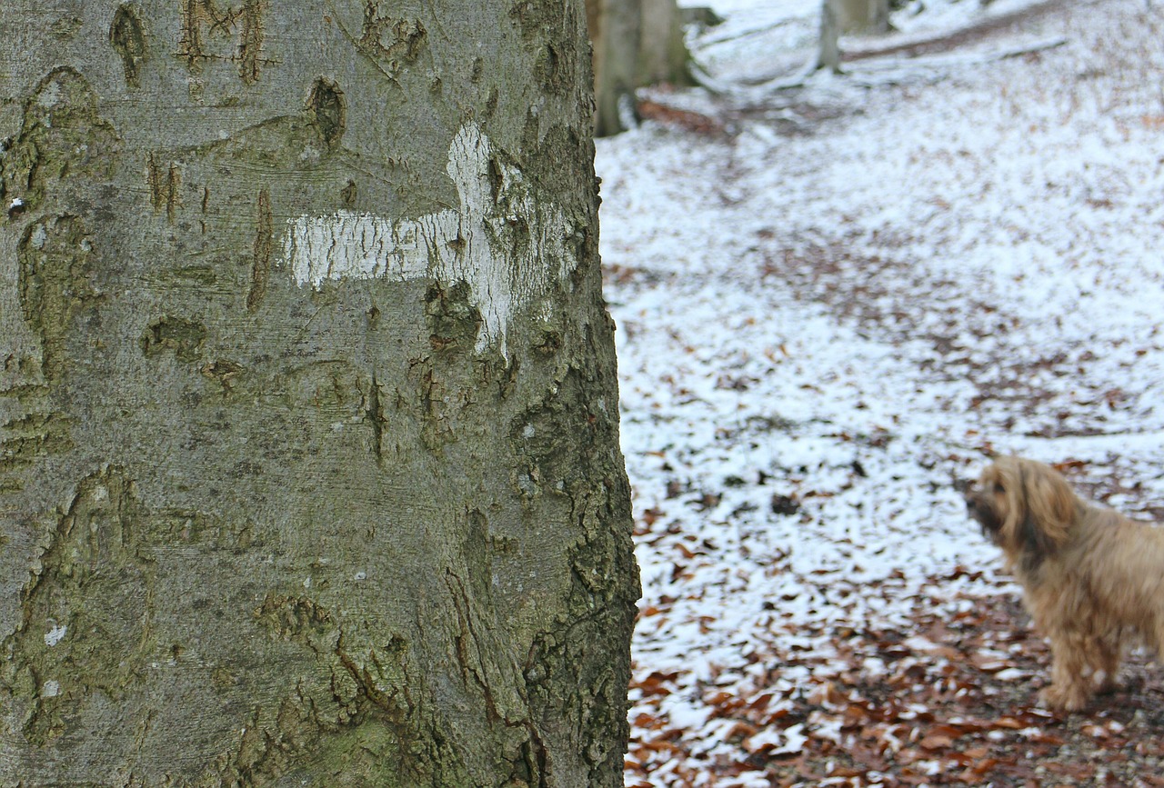 tree log tribe free photo
