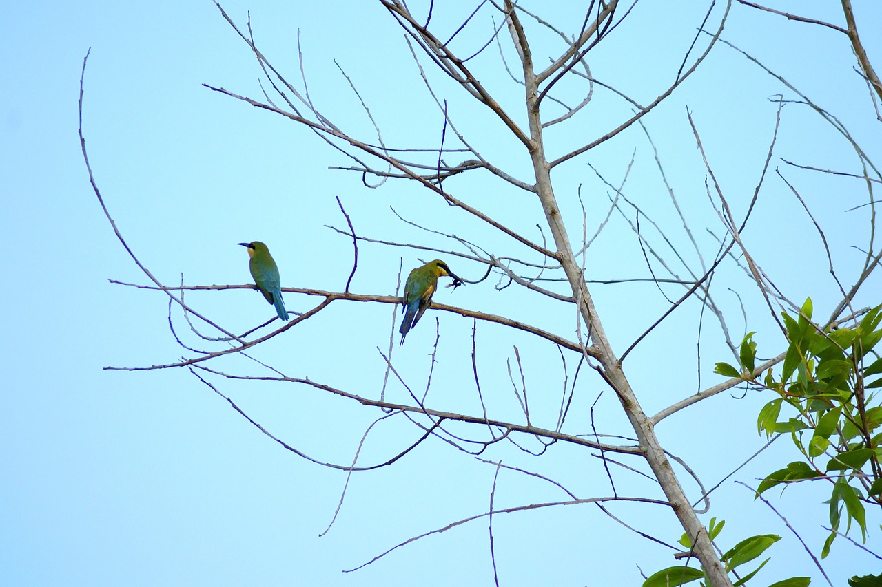 tree trees branch free photo