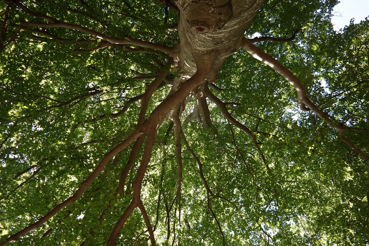 tree forest giant branches free photo