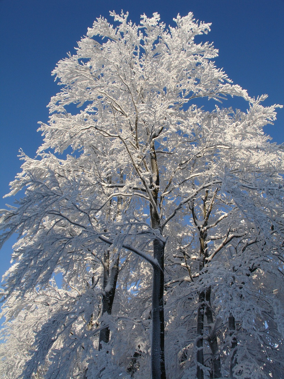 tree snow white free photo