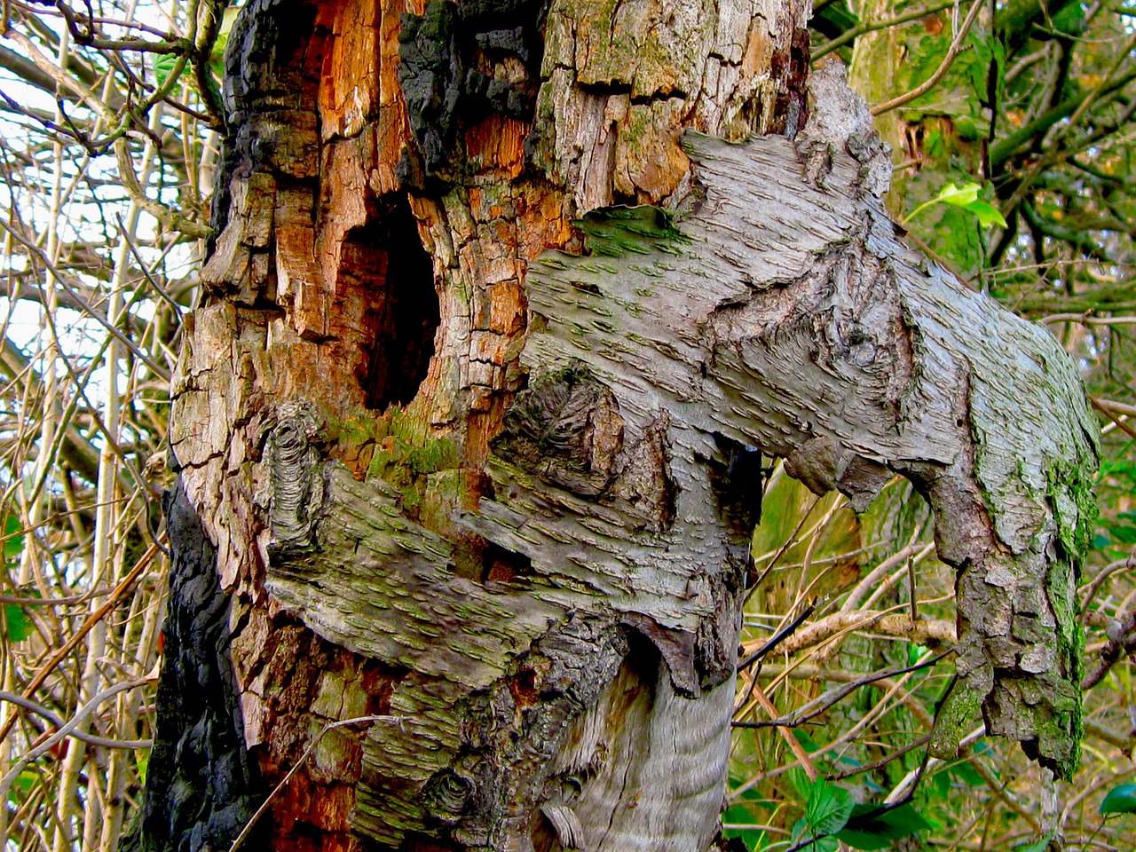 tree bark tree bark free photo