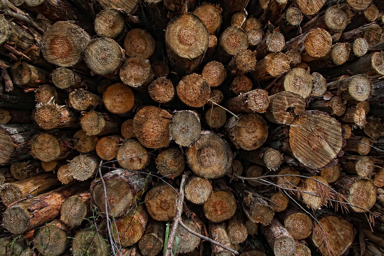 tree wood trunk free photo