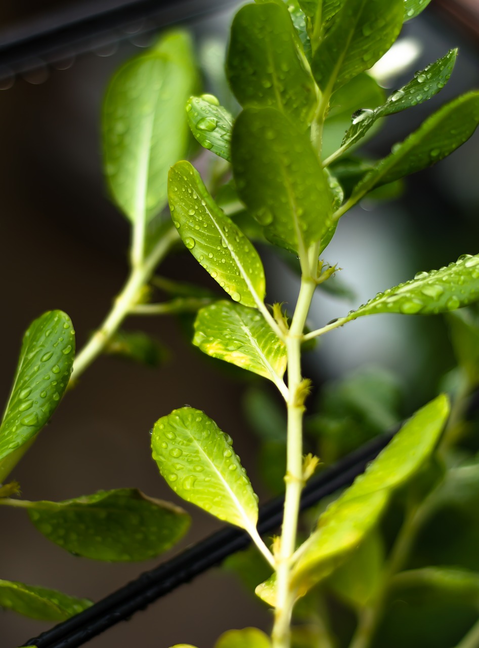 tree green leaf flowers free photo