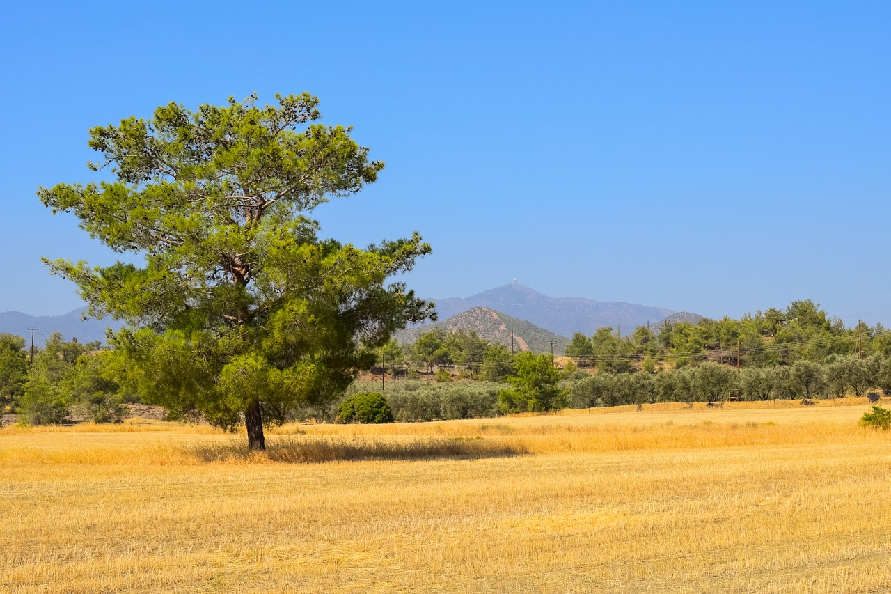 tree landscape field free photo