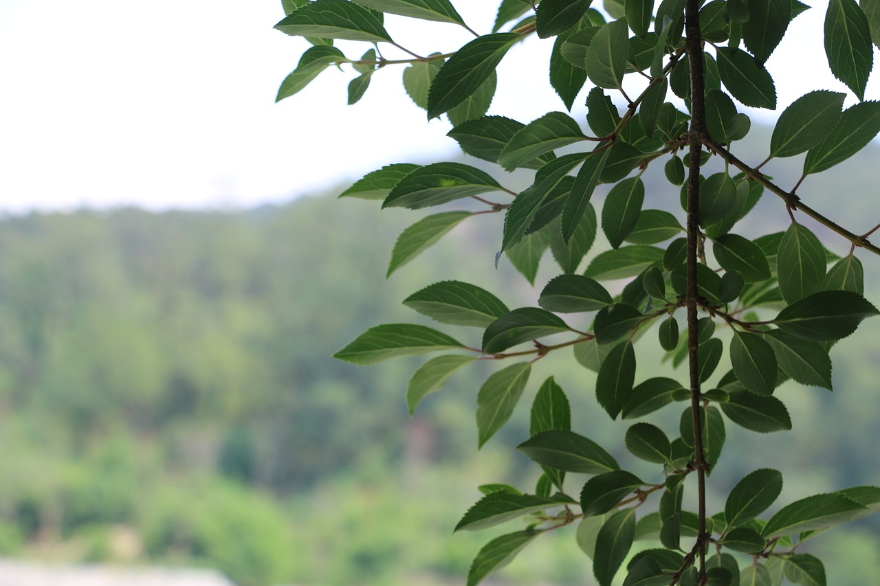 tree leaf green free photo