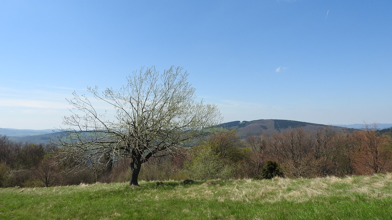 tree meadow country free photo