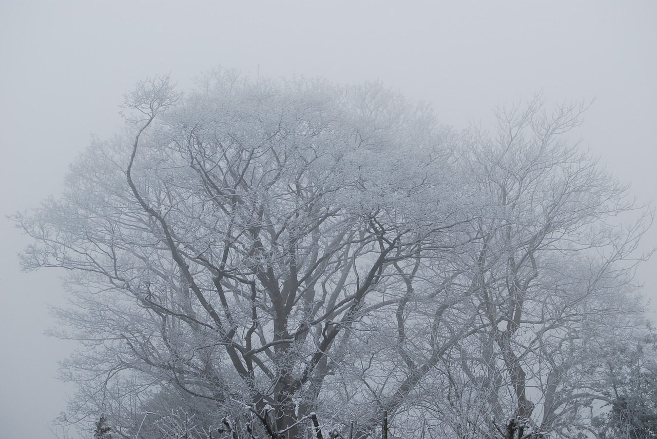 tree fog frost free photo