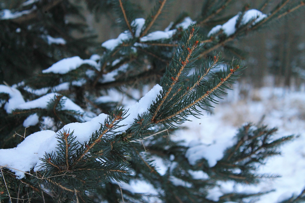 tree snow fir free photo