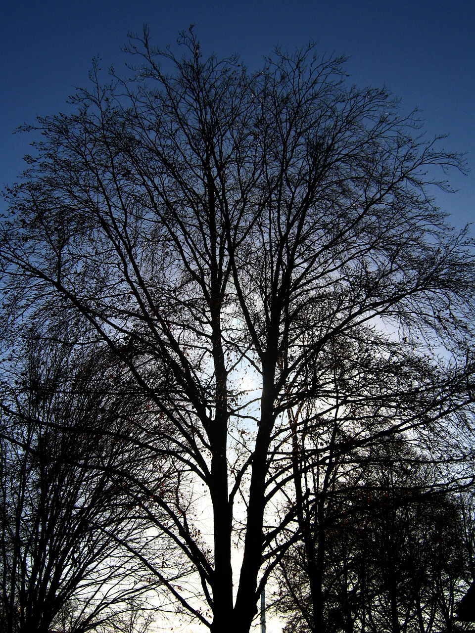 tree kahl winter free photo