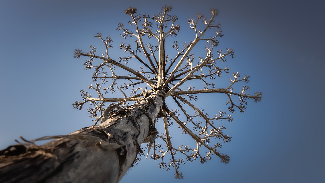 tree dead beach free photo