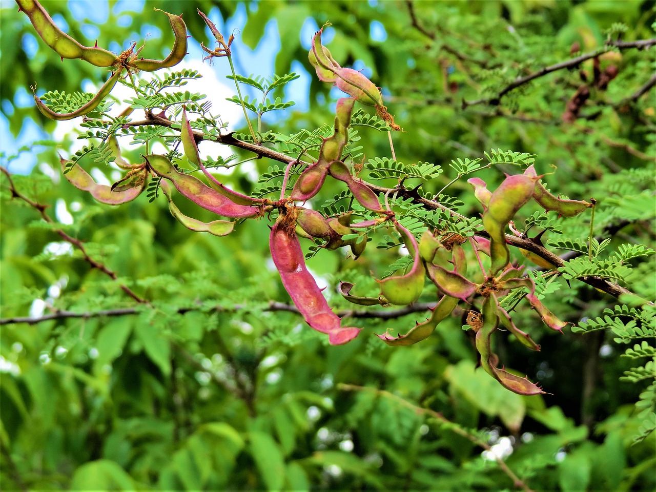 tree seed pods colorful free photo